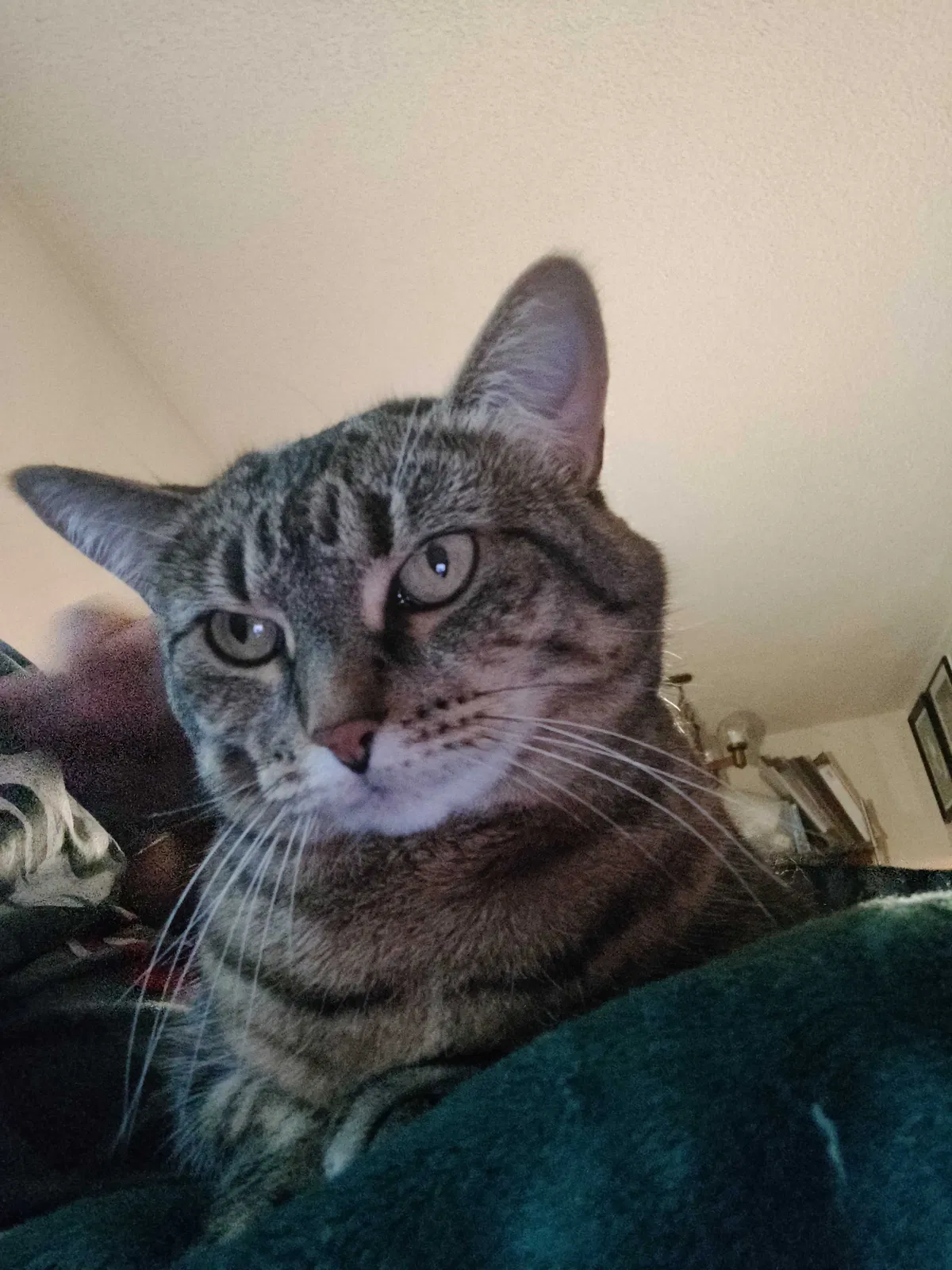 Lost cat in Puyallup, WA, 98371