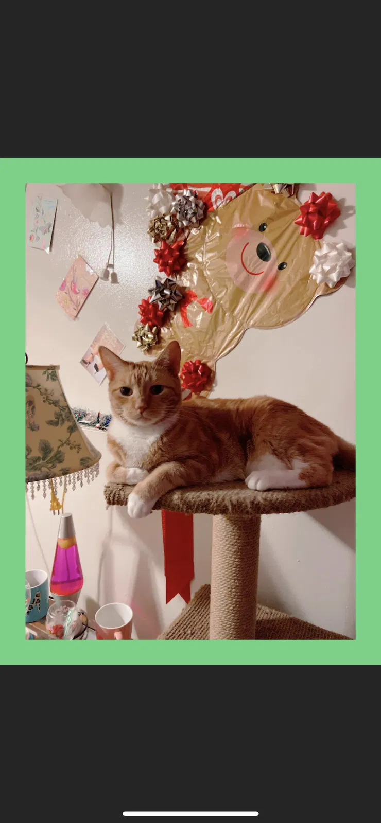 Lost cat in Rochester, NY, 14610