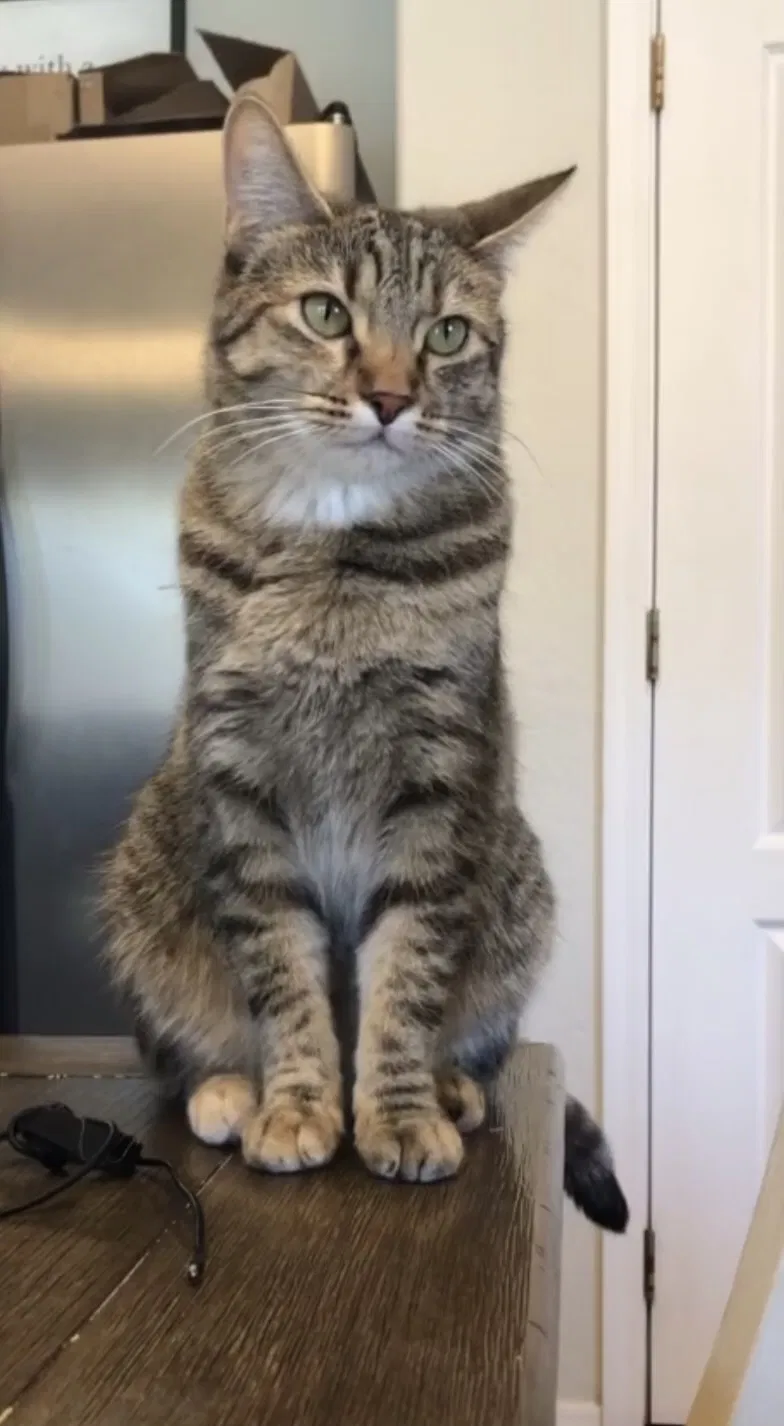Lost cat in Tucson, AZ, 85743