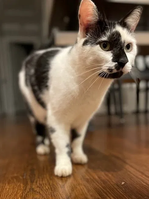 Lost cat in Atlanta, GA, 30316