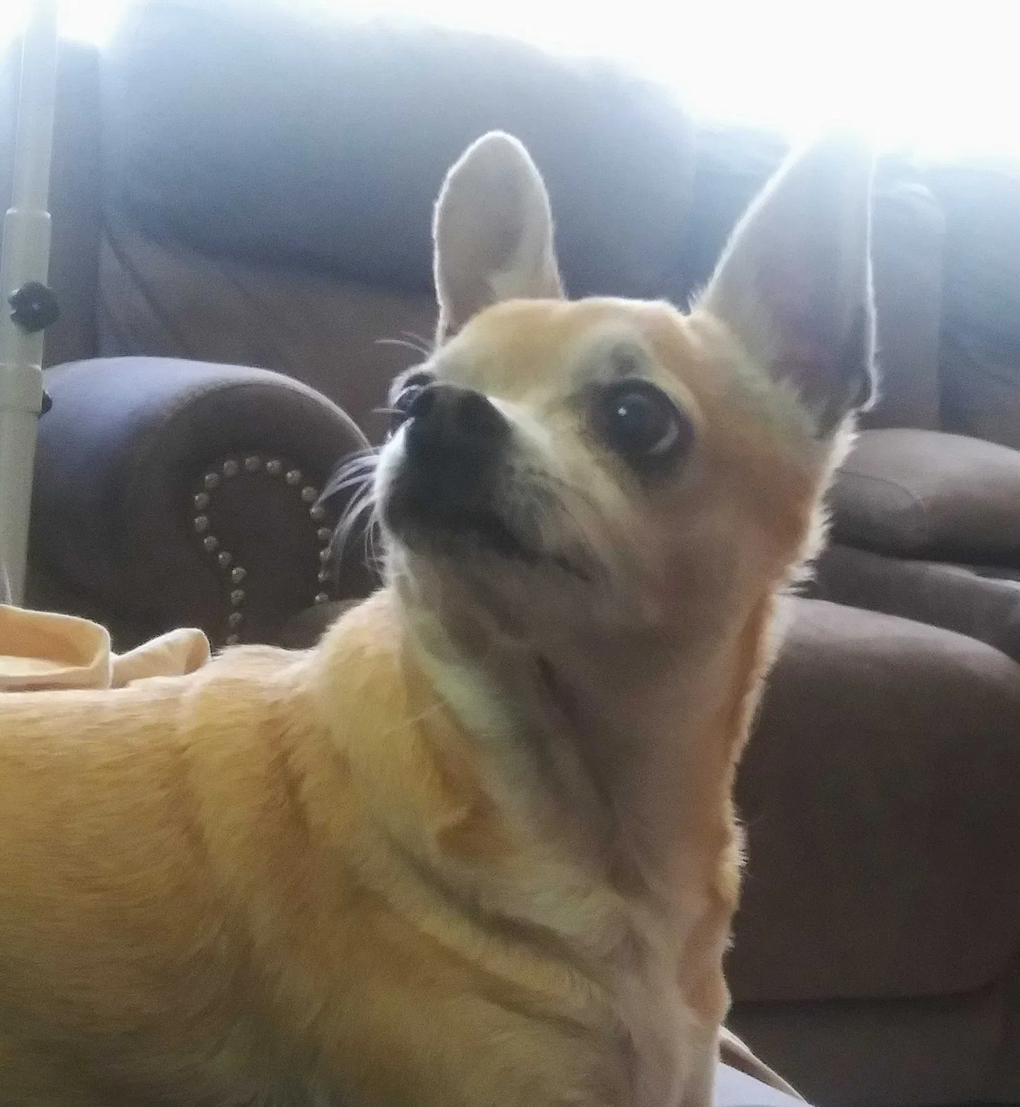 Lost dog in Bakersfield, CA, 93304