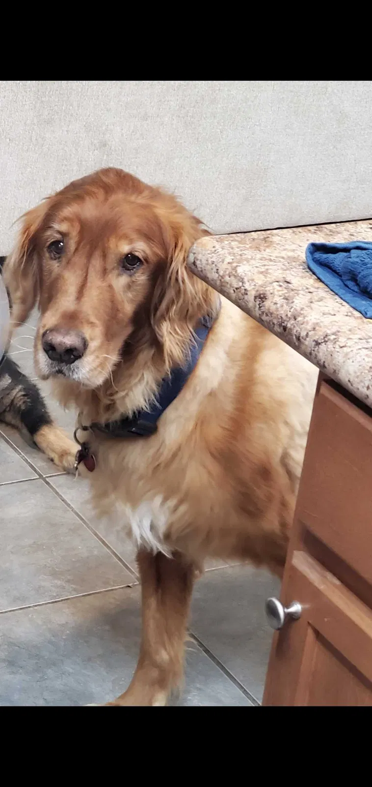 Lost dog in Baton Rouge, LA, 70819