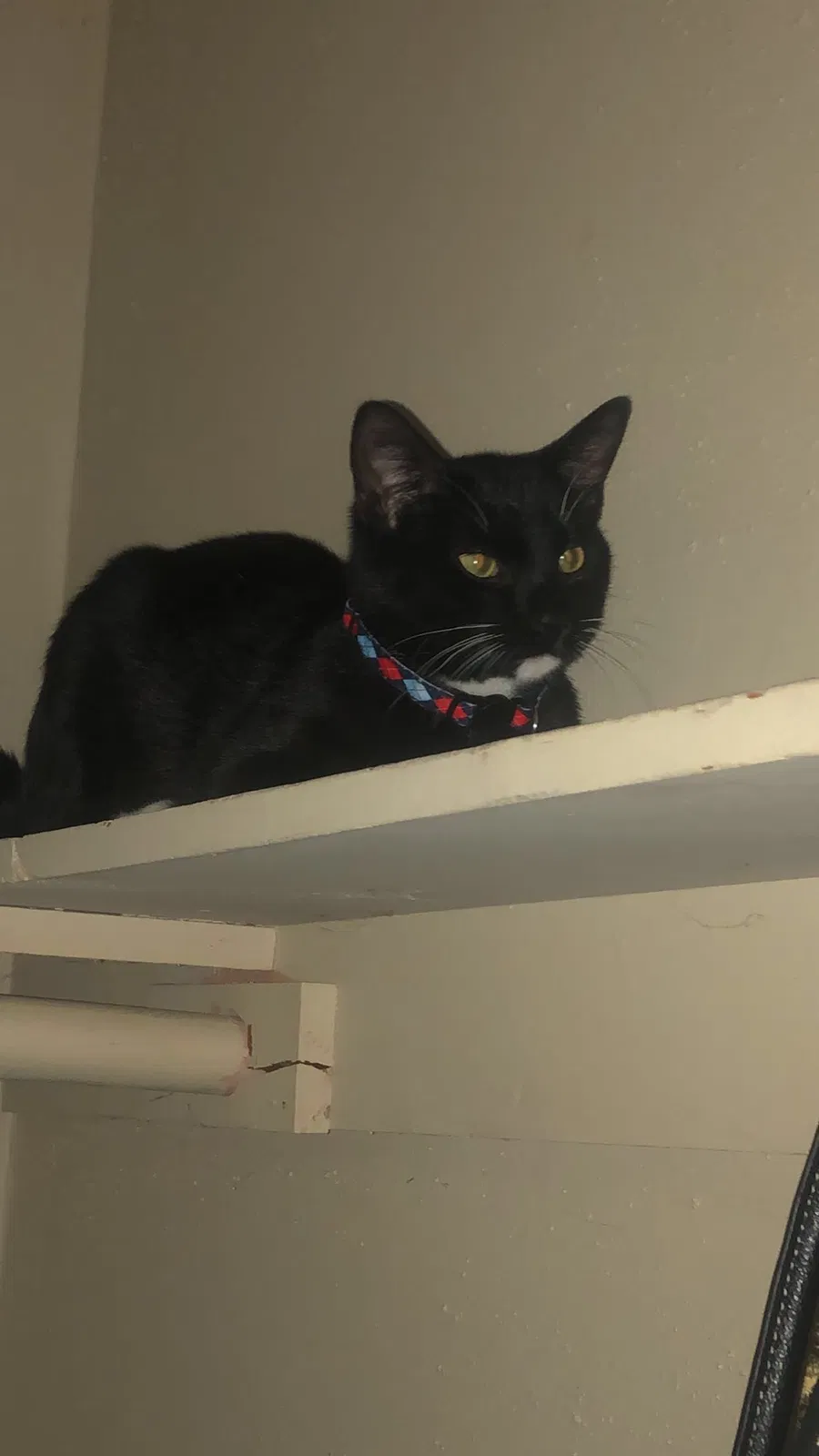 Lost cat in Louisville, KY, 40272