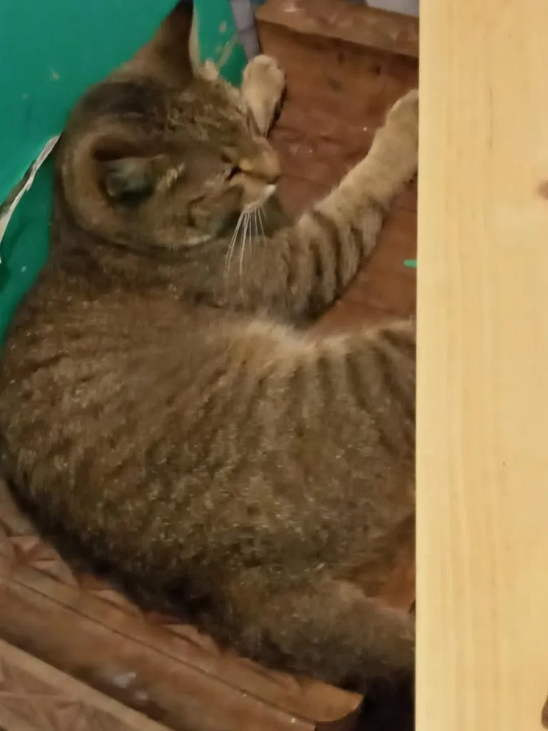 Lost cat in Saint Paul, MN, 55104