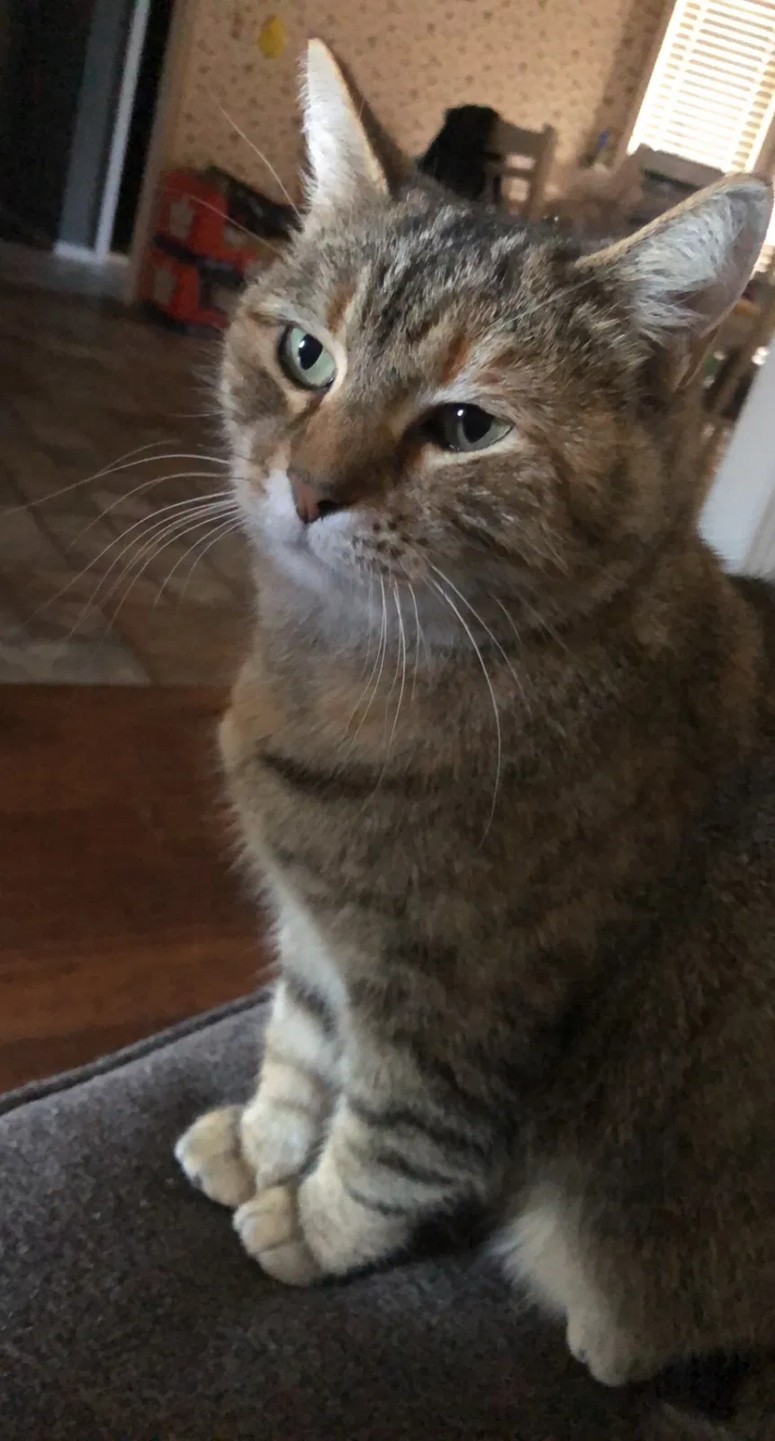 Lost cat in Amarillo, TX, 79118