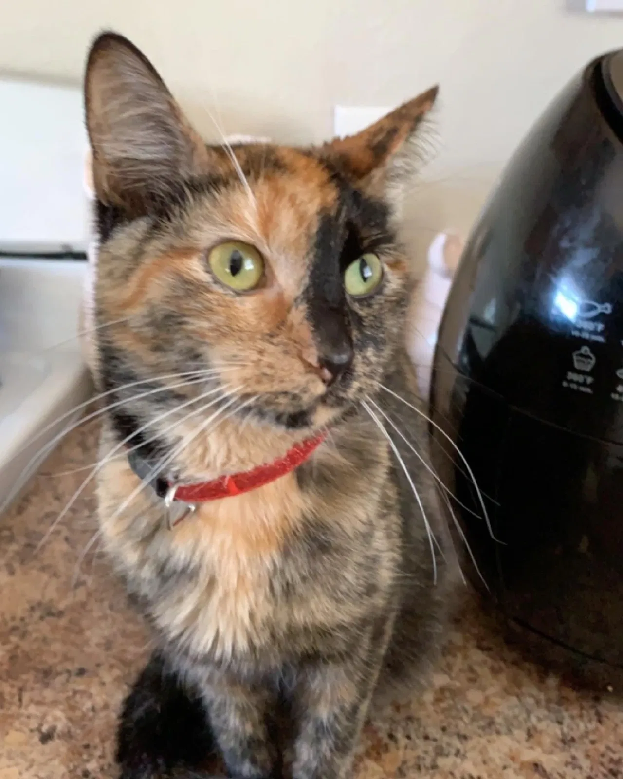 Lost cat in Springfield, MO, 65807