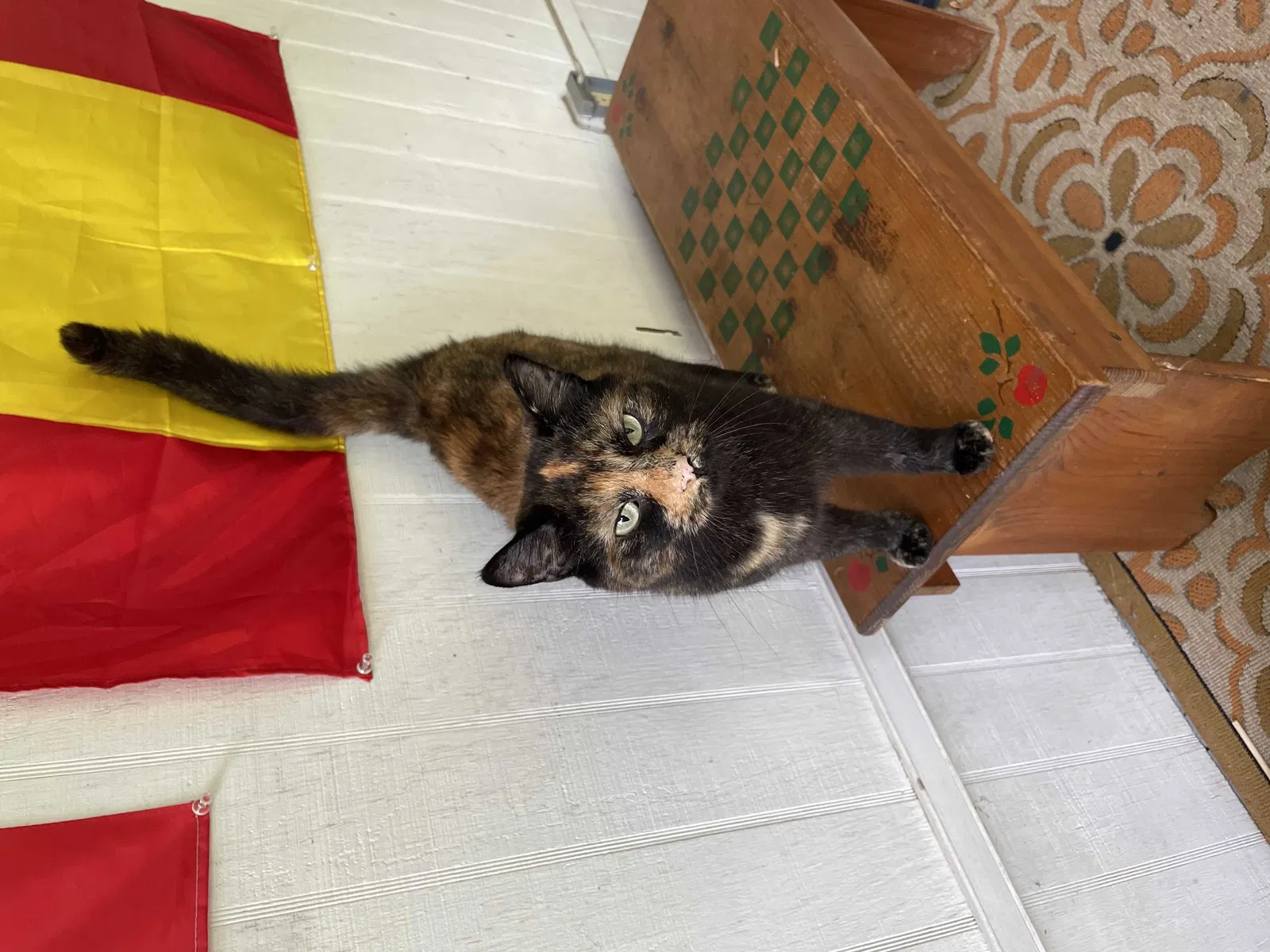 Lost cat in Buchanan, MI, 49107