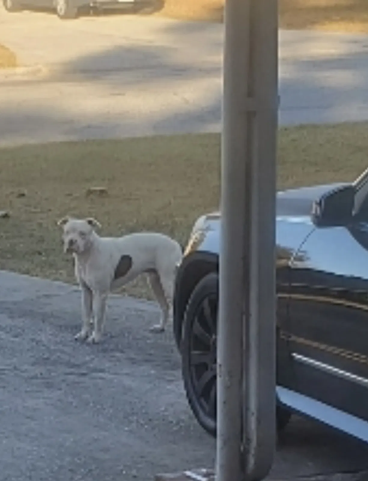 Found dog in Macon, GA, 31211