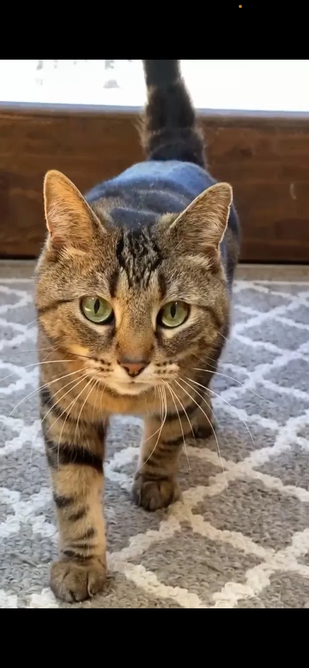 Lost cat in Shelton, CT, 6484