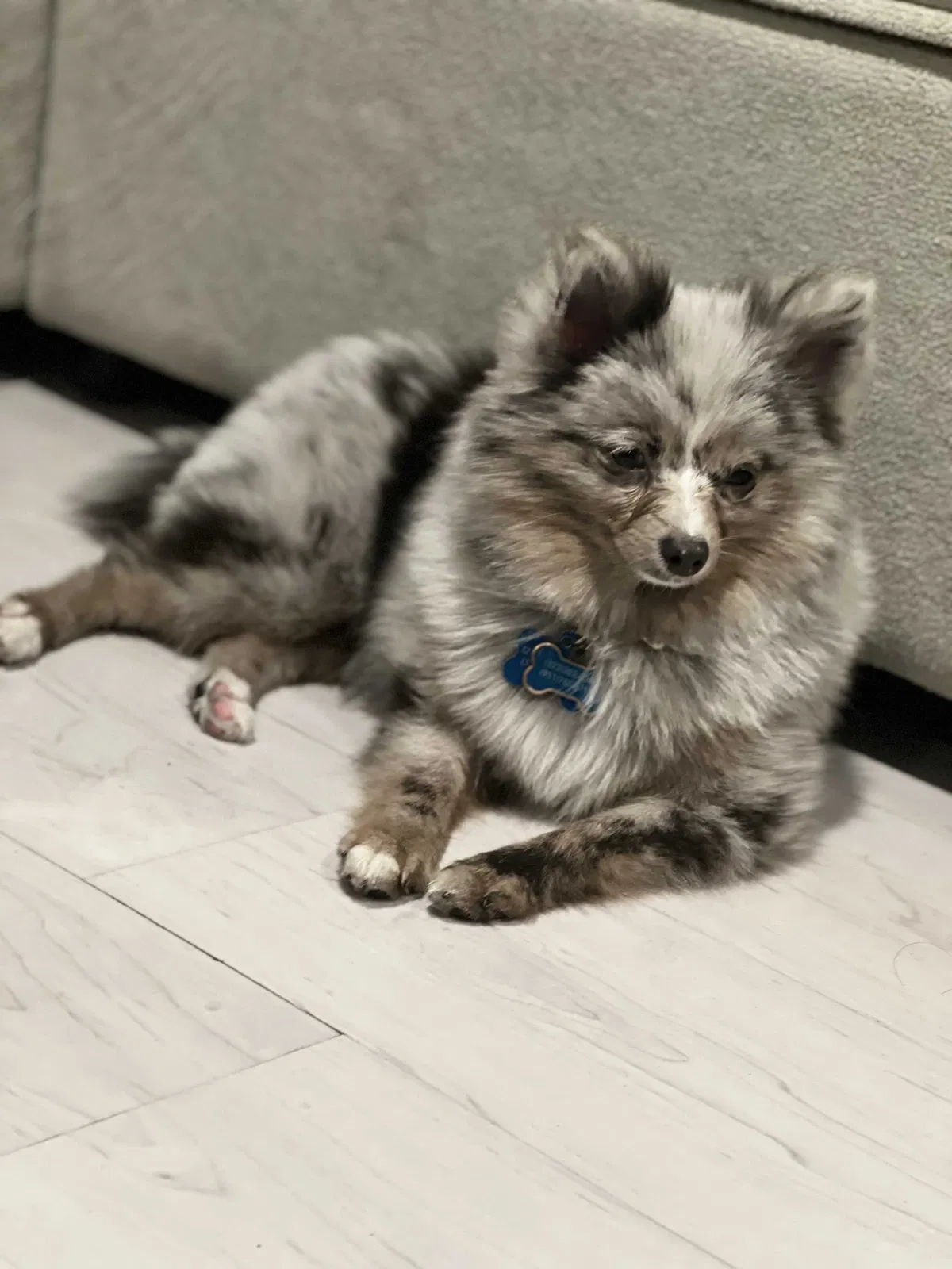 Lost dog in Lewisville, TX, 75077