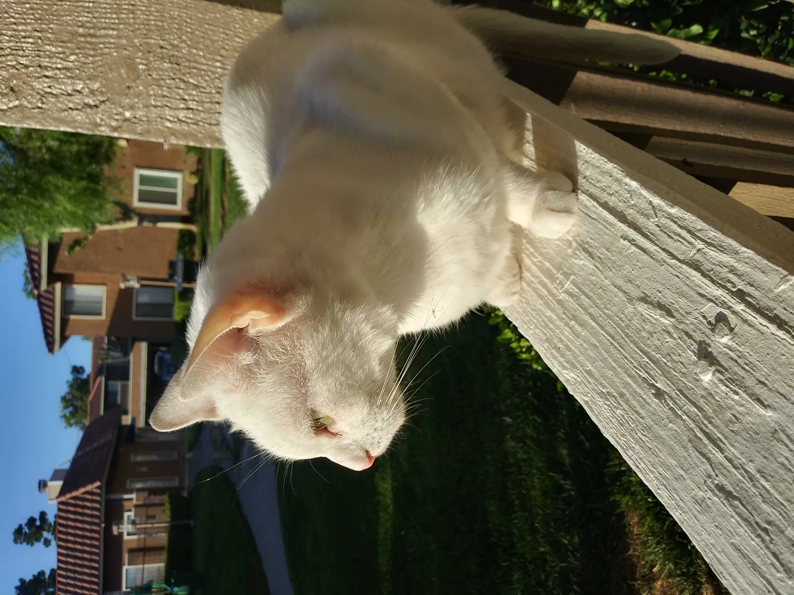Lost cat in Victorville, CA, 92392