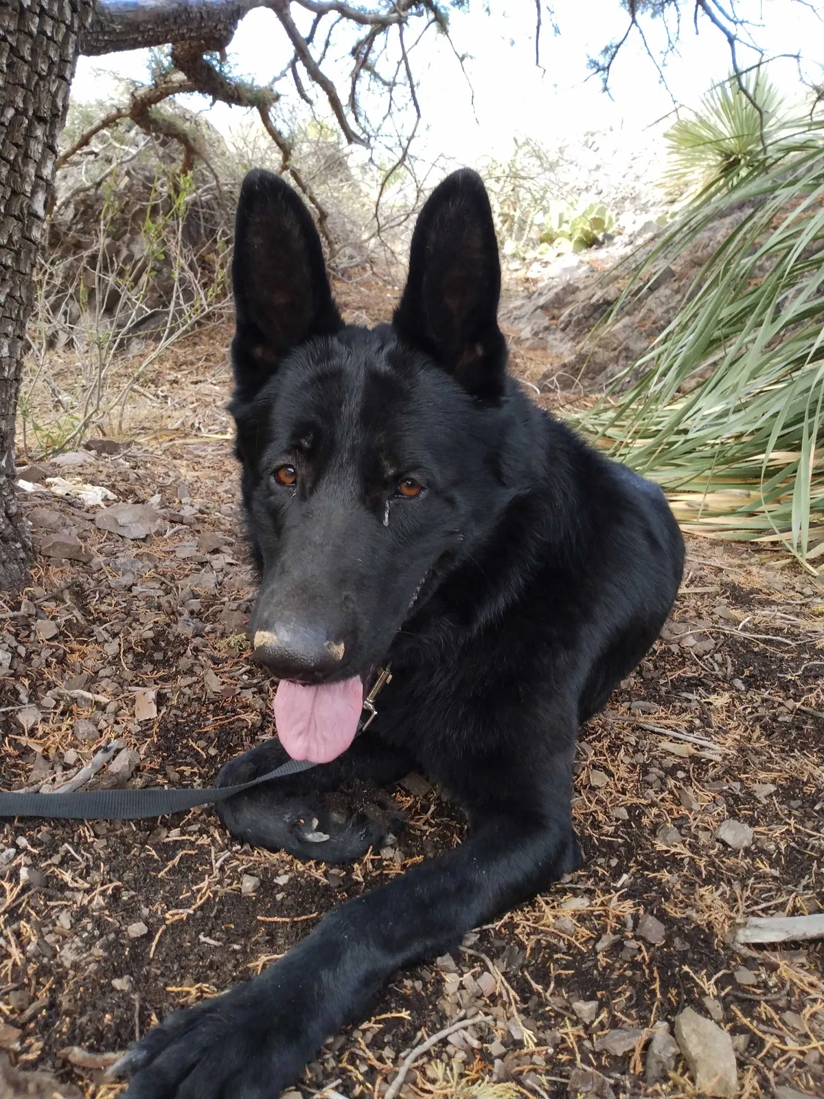 Lost dog in Las Cruces, NM, 88012