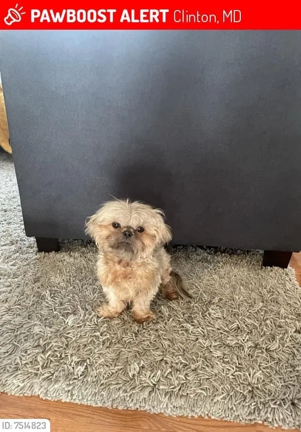 Lost dog in Clinton, MD, 20735