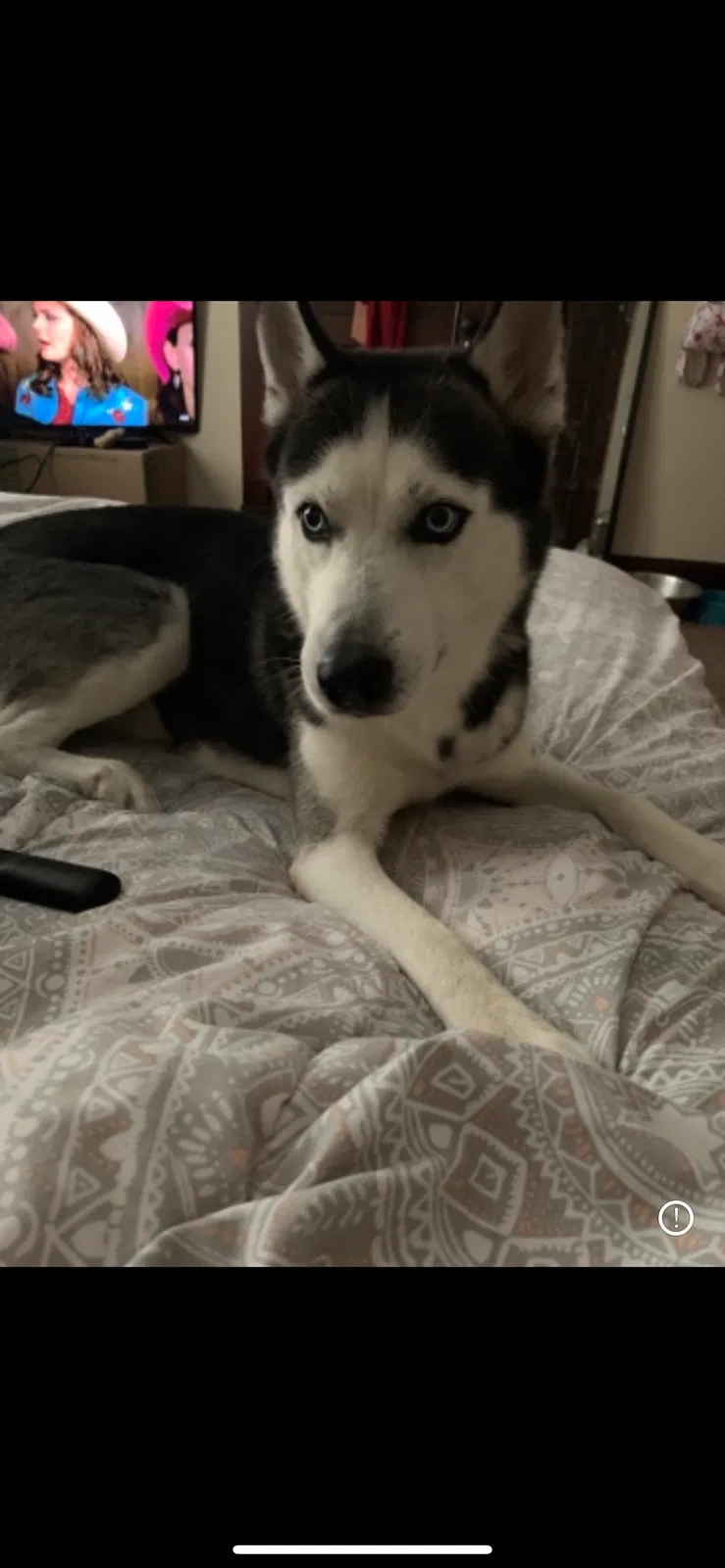 Lost dog in Indianapolis, IN, 46201