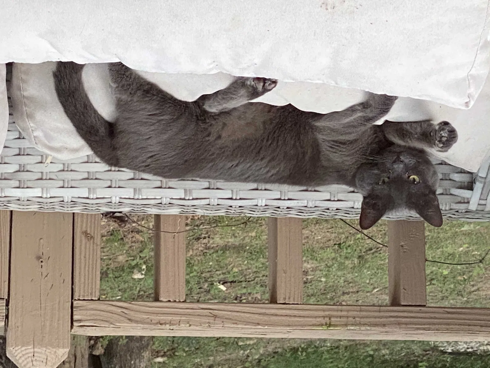 Lost cat in Woodstock, GA, 30188