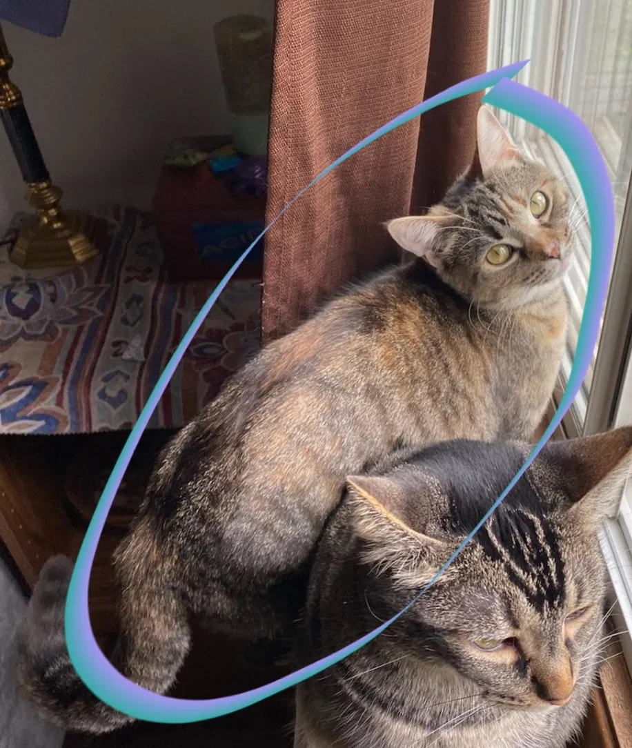 Lost cat in Madison, WI, 53704