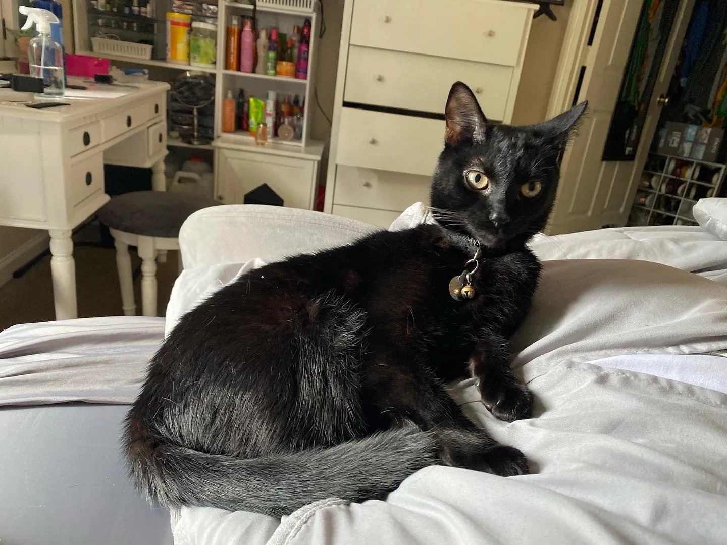 Lost cat in Hickory, NC, 28601