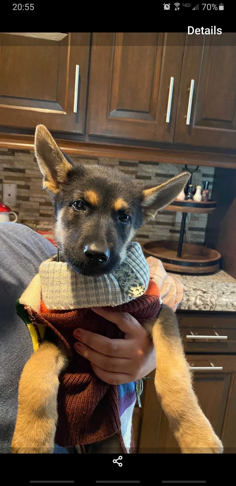 Lost dog in Bakersfield, CA, 93312