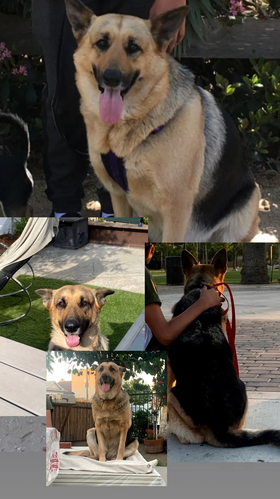 Lost dog in Los Angeles, CA, 90011