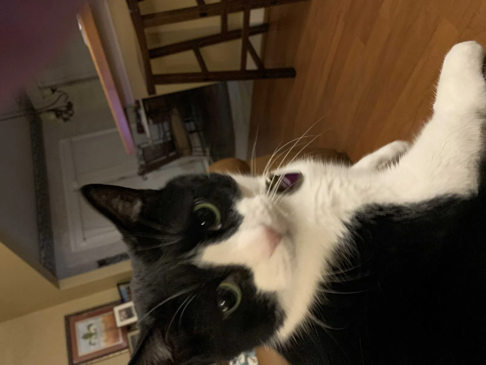 Lost cat in Metairie, LA, 70003