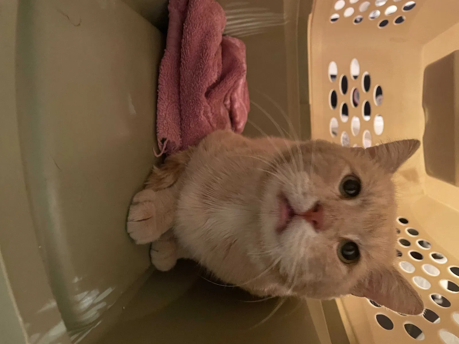 Found cat in San Antonio, TX, 78253