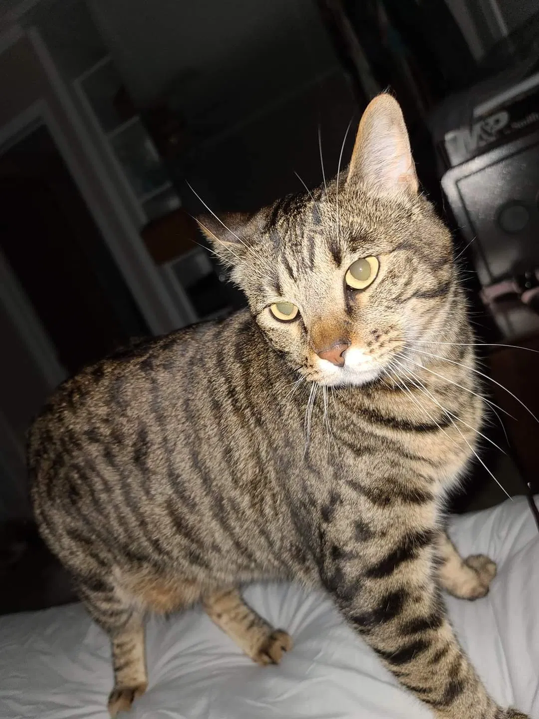 Lost cat in San Antonio, TX, 78240