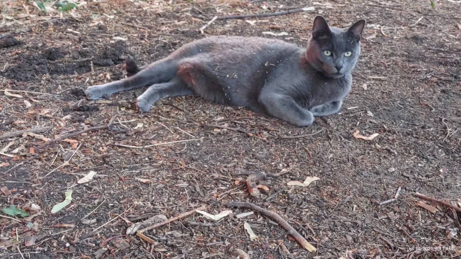Lost cat in La Grande, OR, 97850