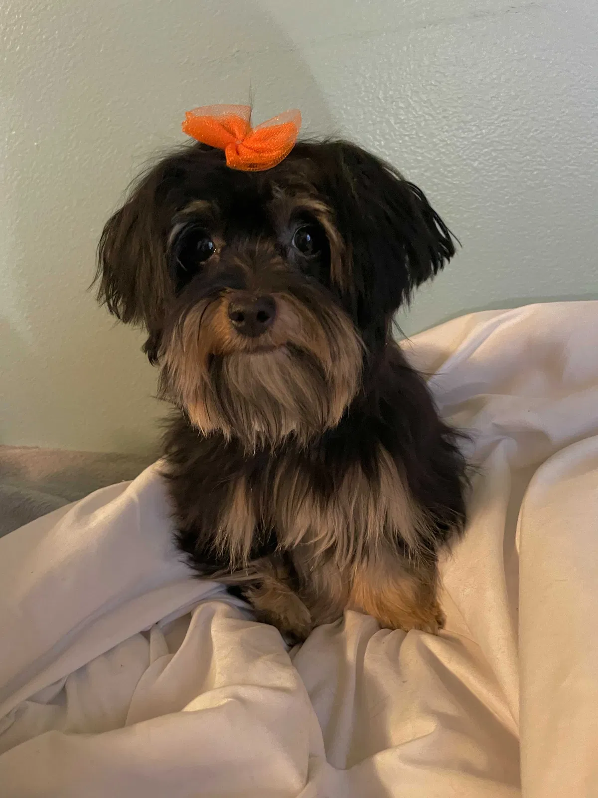 Lost dog in Nampa, ID, 83651