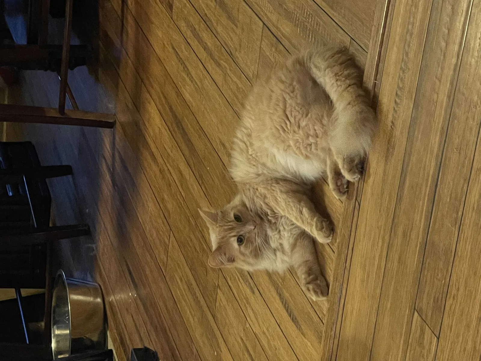 Lost cat in Rochester, NY, 14612