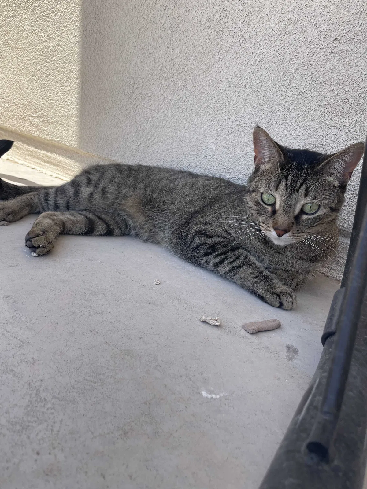 Lost cat in El Paso, TX, 79911