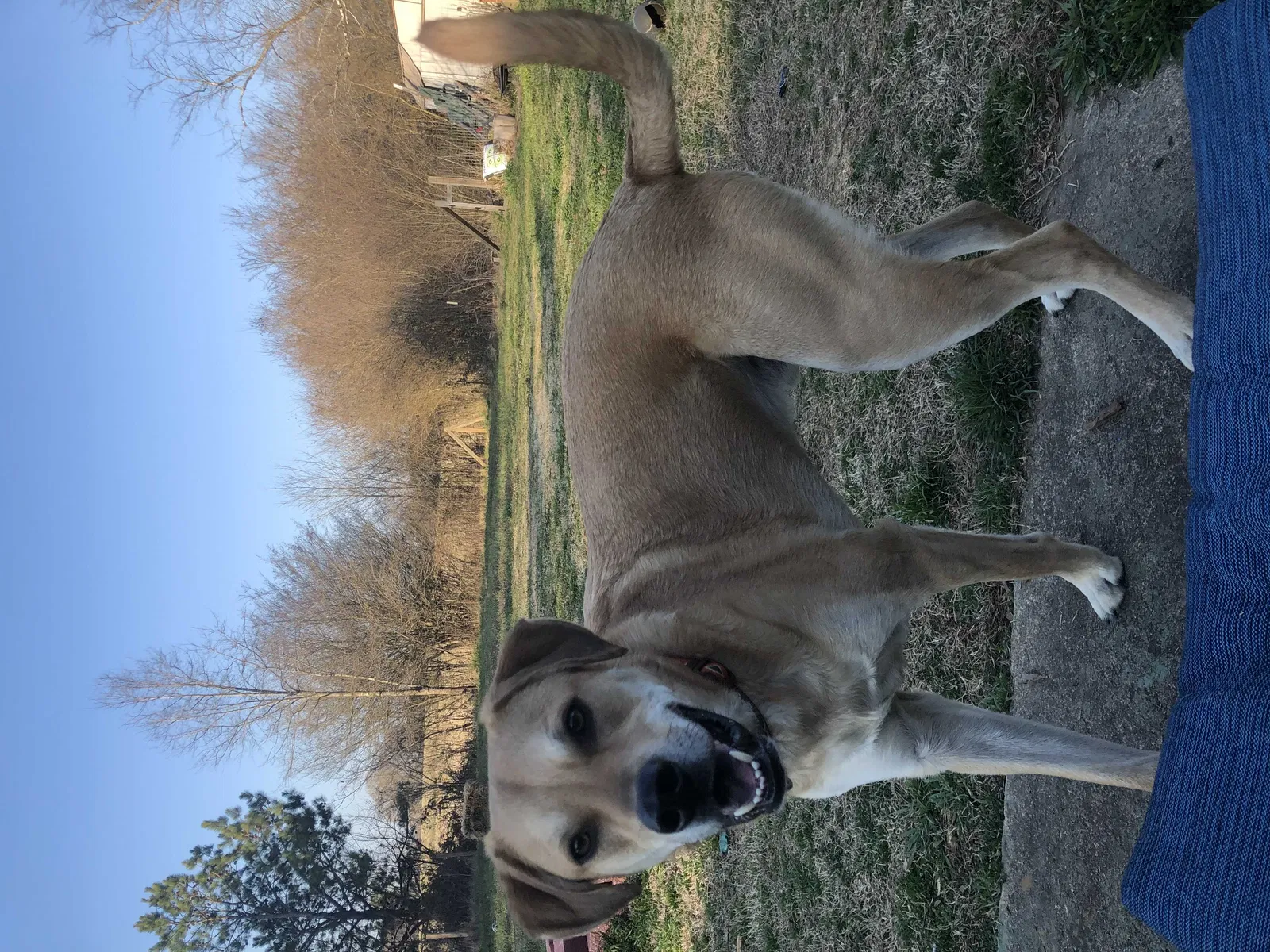 Lost dog in Taylorsville, GA, 30178