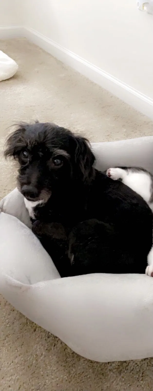 Lost dog in Joliet, IL, 60431