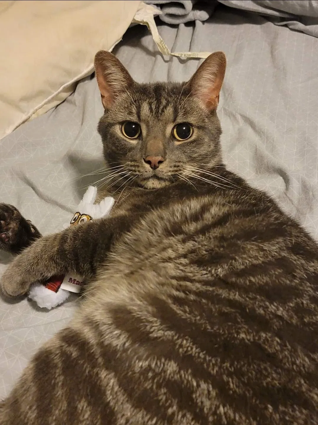 Lost cat in Muskegon, MI, 49441