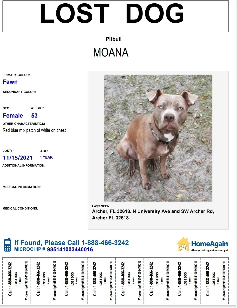 Lost dog in Archer, FL, 32618