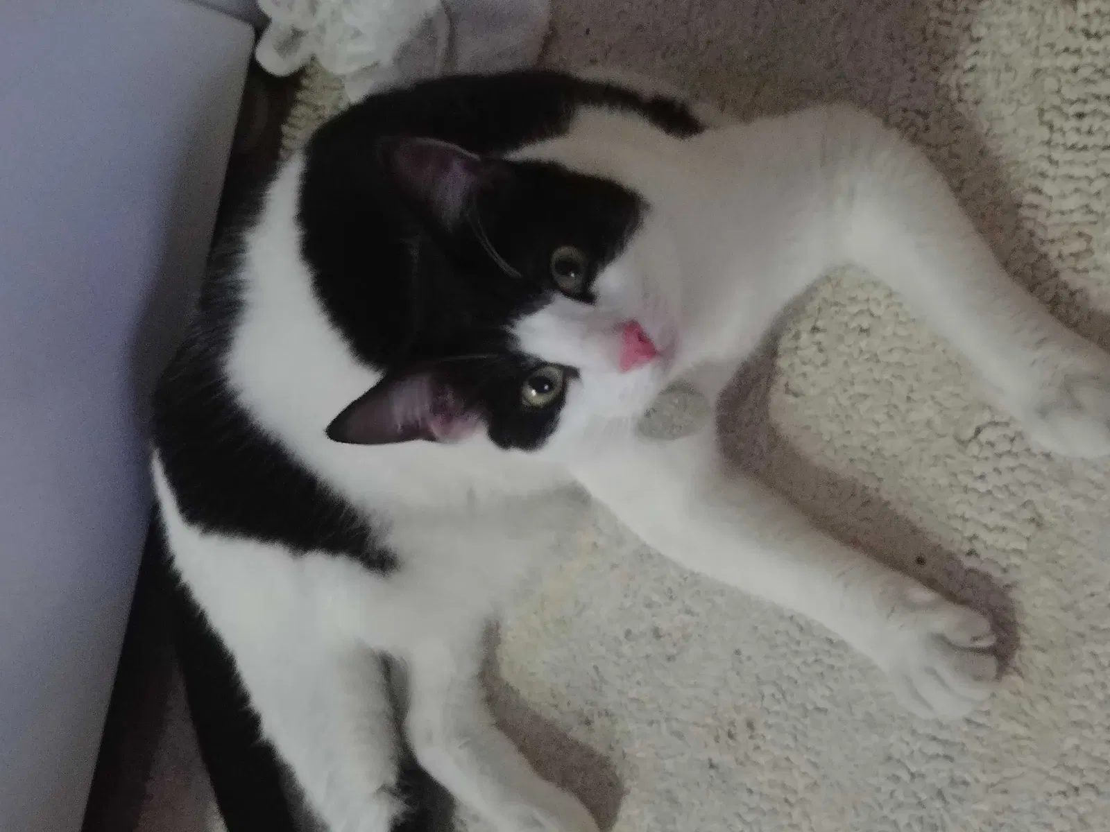 Lost cat in Hallandale, FL, 33009