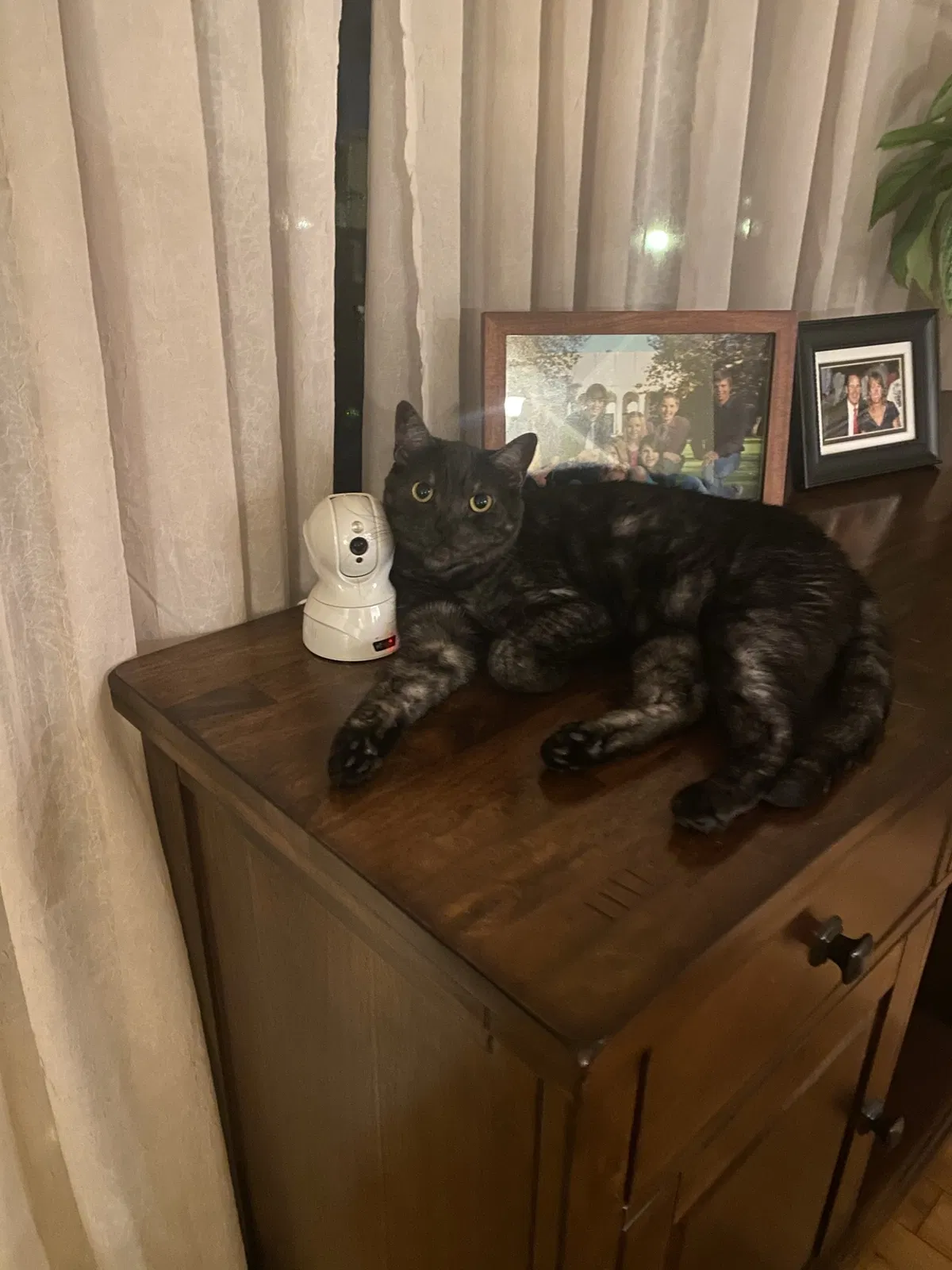 Lost cat in San Diego, CA, 92131