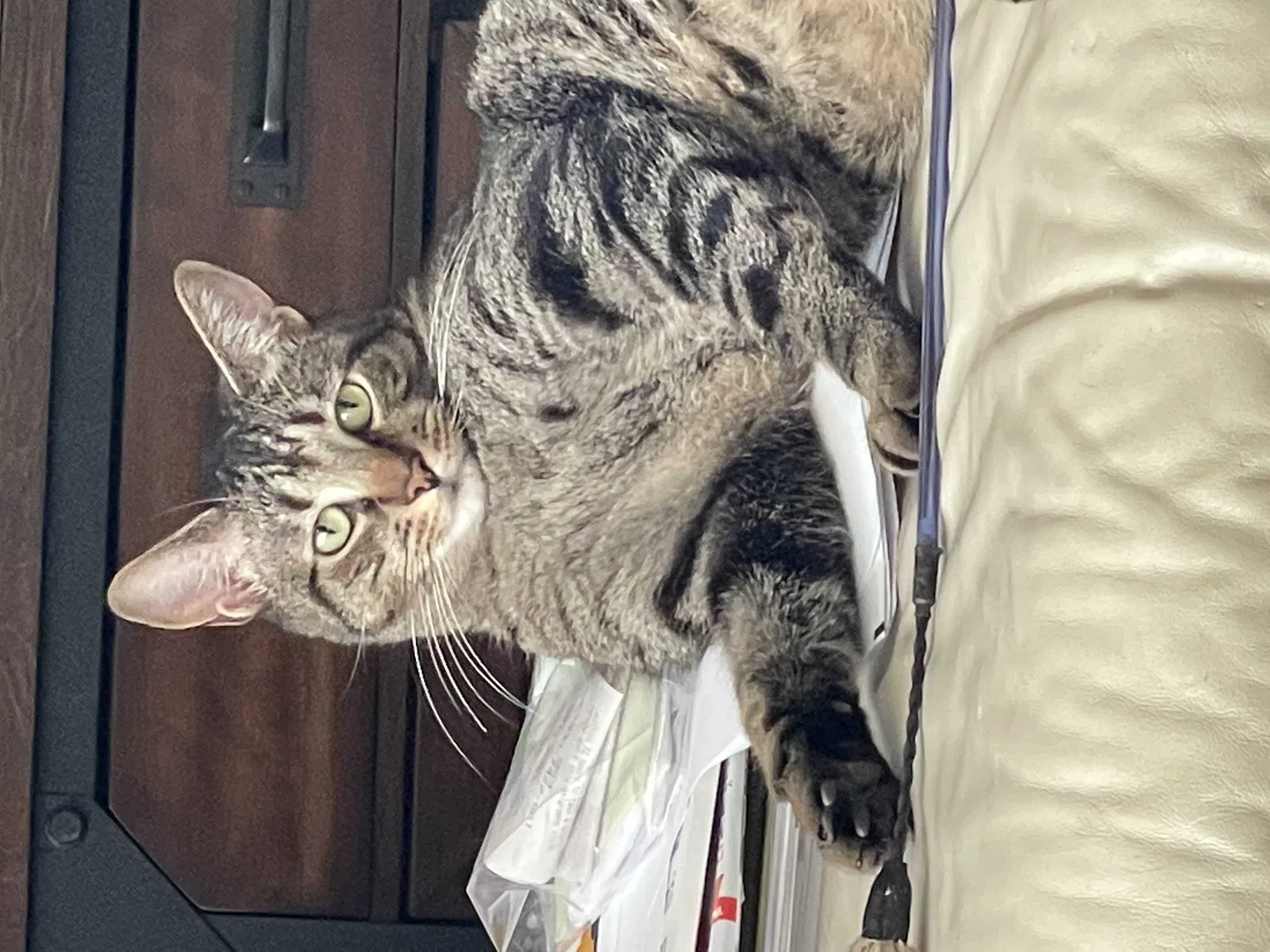 Lost cat in Rochester, NY, 14617