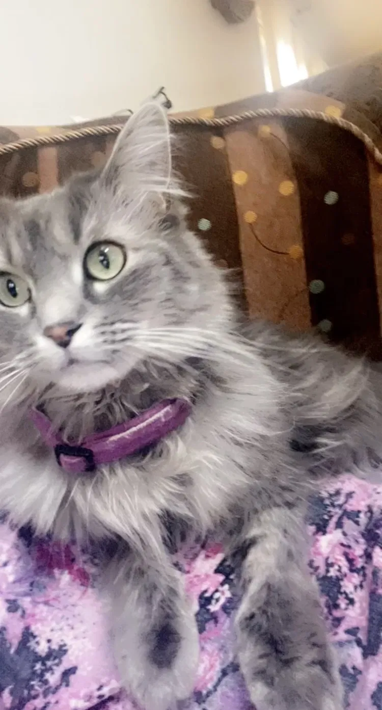 Lost cat in Aurora, CO, 80014