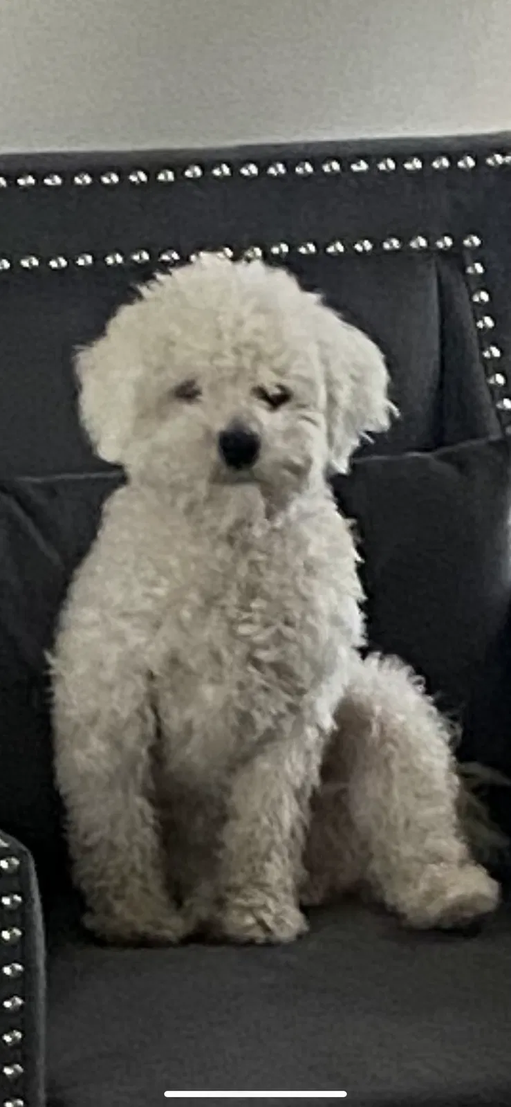 Lost dog in Phoenix, AZ, 85037