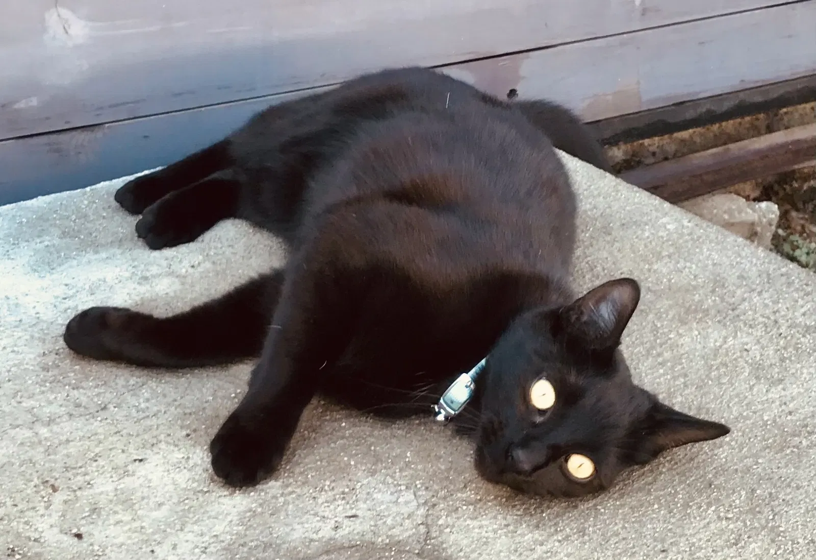 Lost cat in Topanga, CA, 90290