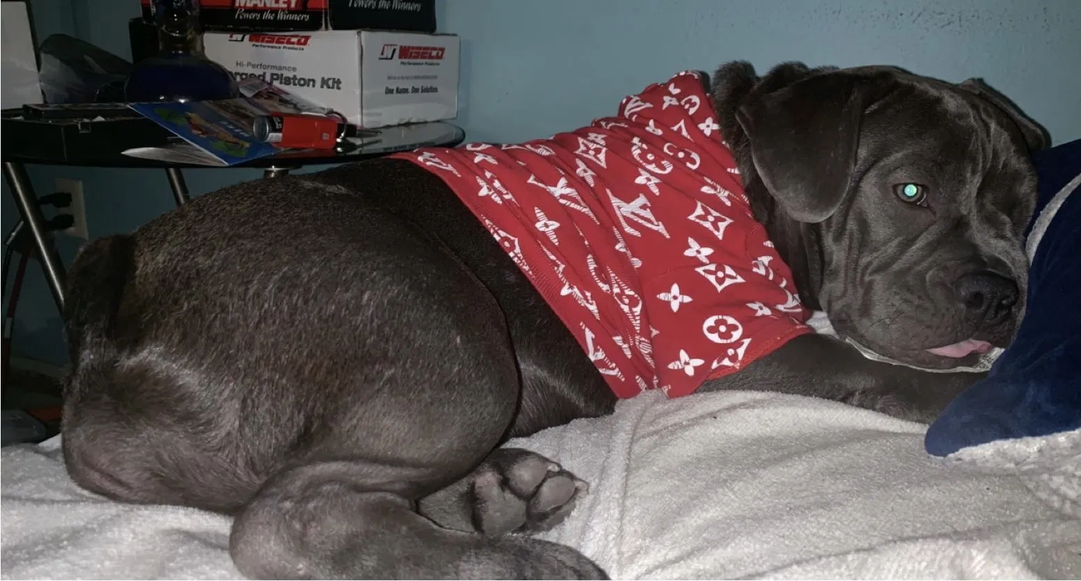 Lost dog in San Diego, CA, 92107