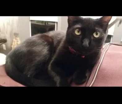Lost cat in Pflugerville, TX, 78660