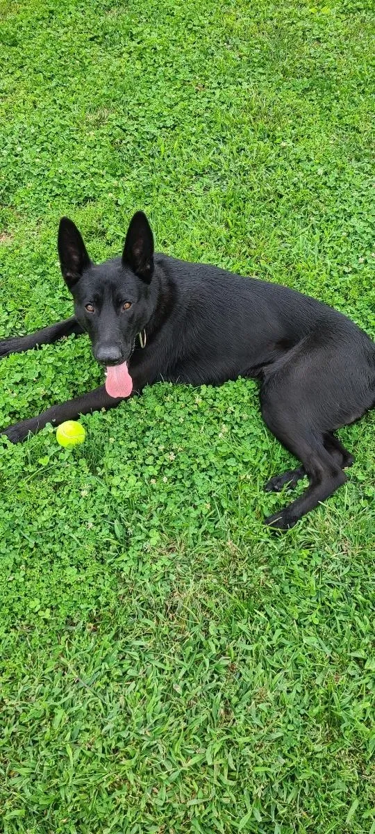 Lost dog in Los Angeles, CA, 90015