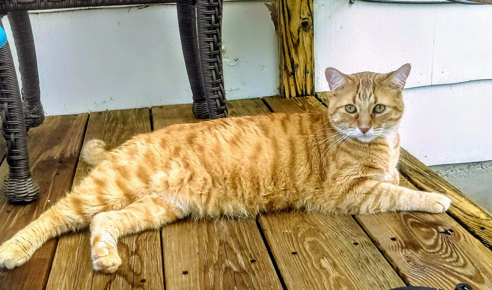 Missing Cat