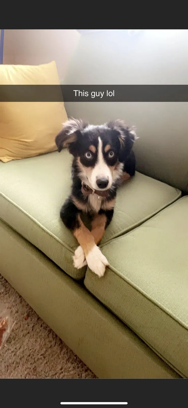 Lost dog in Belen, NM, 87002