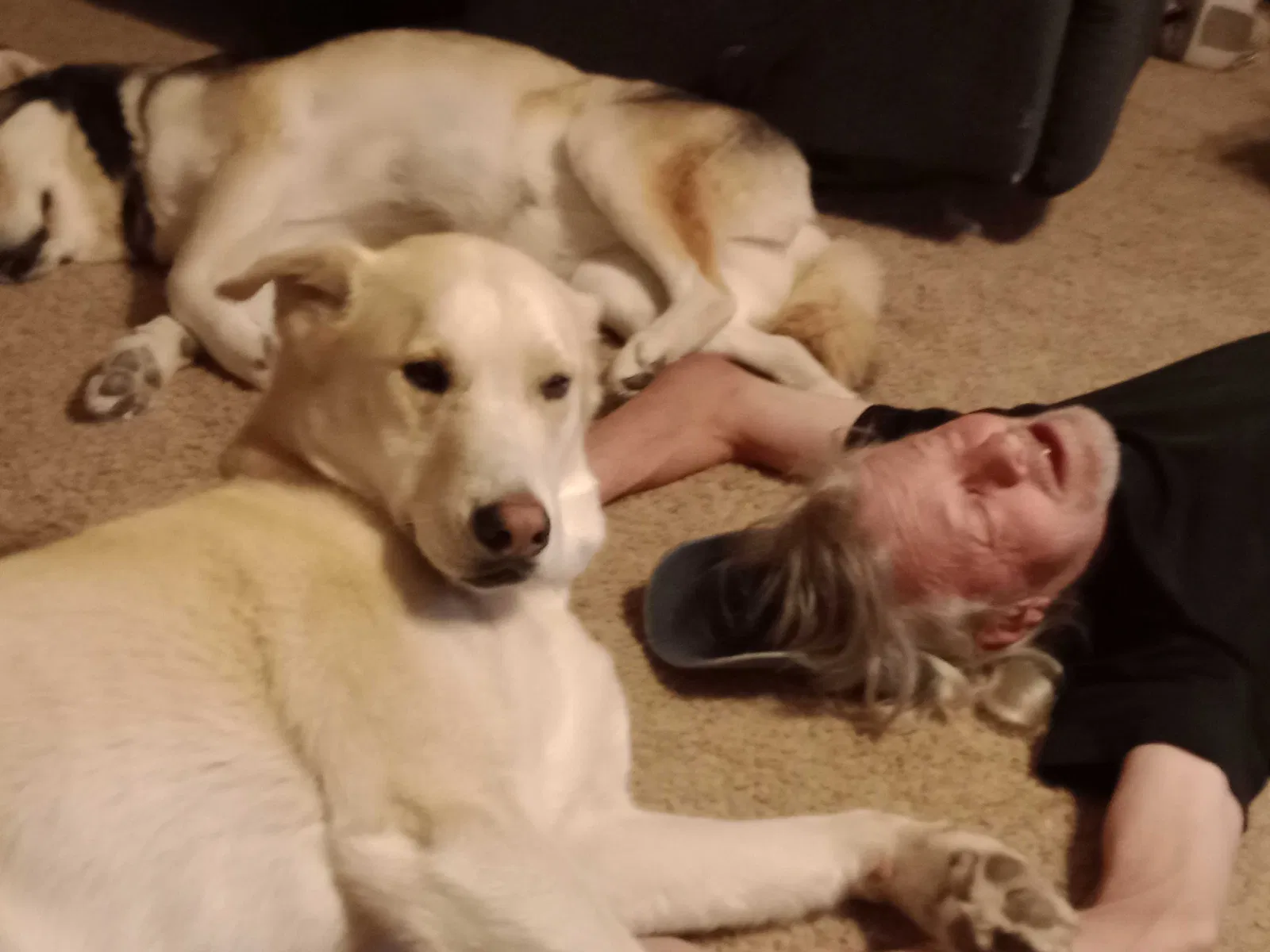 Lost dog in Rio Rancho, NM, 87124