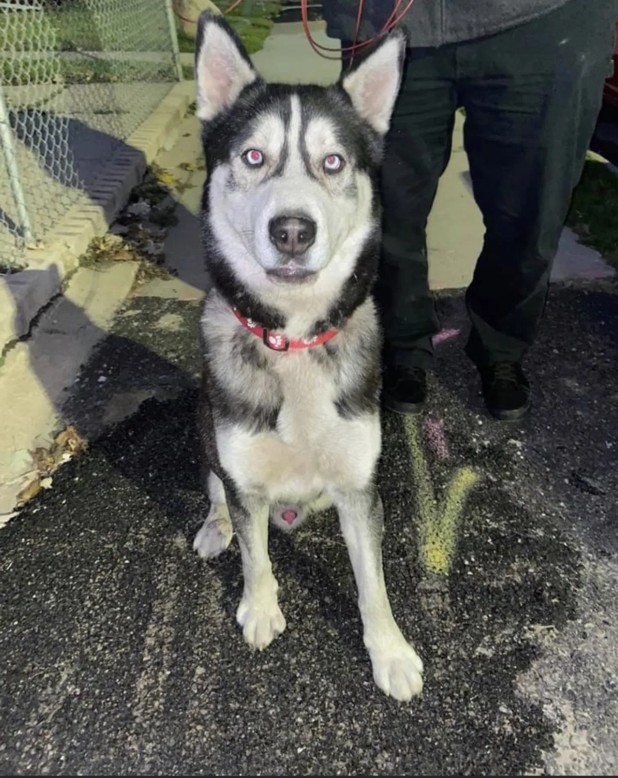 Lost dog in Detroit, MI, 48209