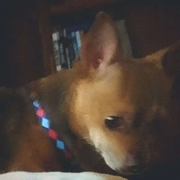 Lost dog in Houston, TX, 77093
