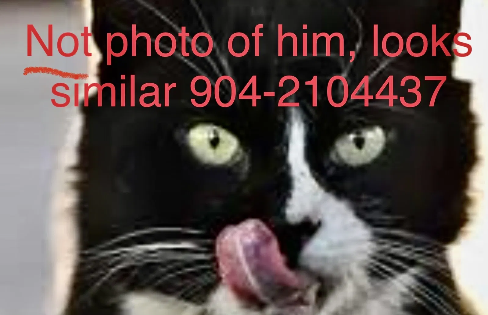 Lost cat in Jacksonville, FL, 32246