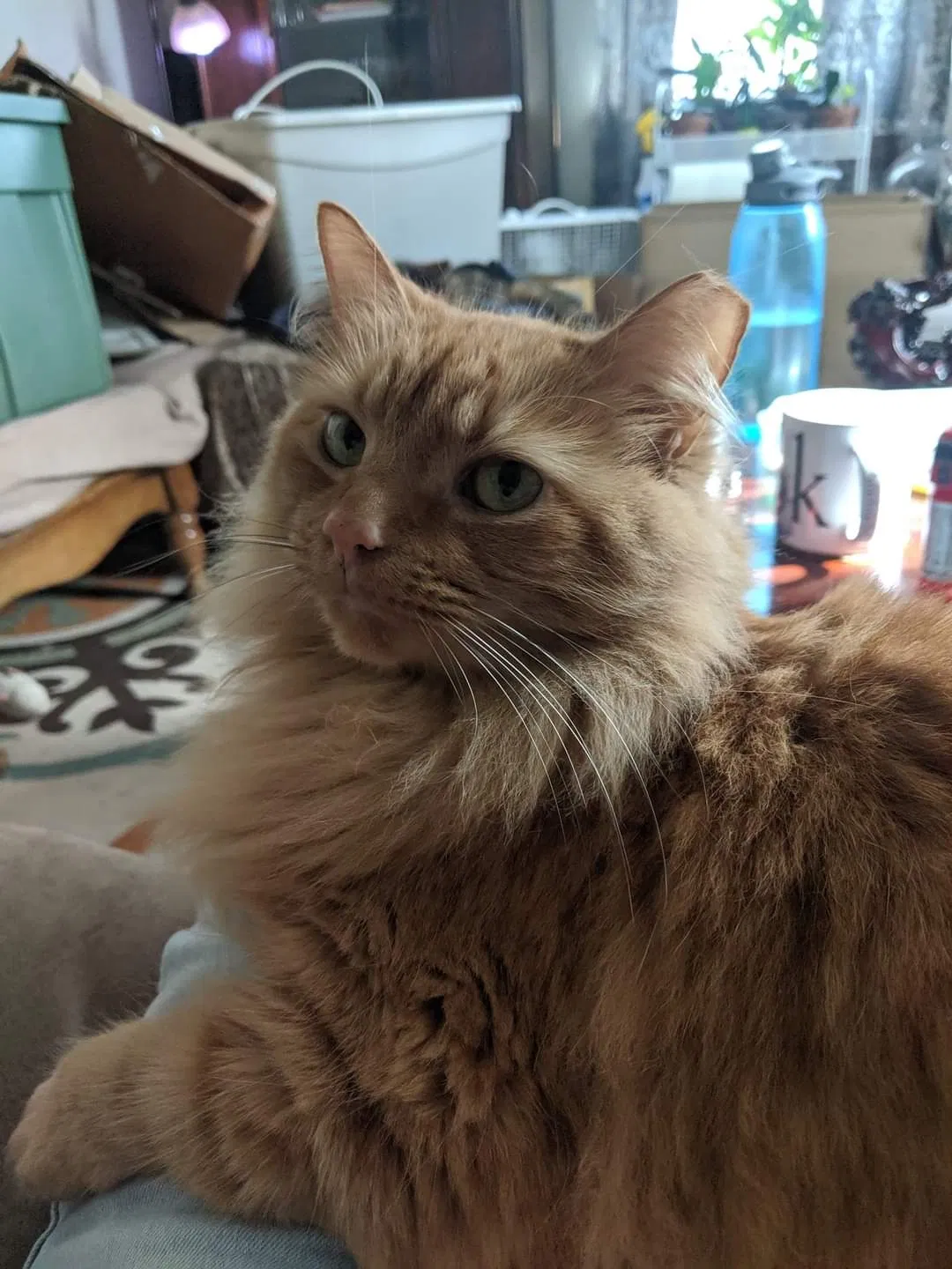 Lost cat in Knoxville, TN, 37912
